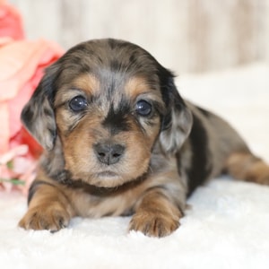 Paige, a Silver Dapple Female Dachshund Puppy