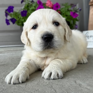 Sophia, a English Cream Female Golden Retriever Puppy