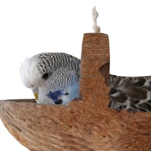 Kokosschaukel - eine Vogelschaukel als ganz besonderes Natur Vogelzubeh&ouml;r