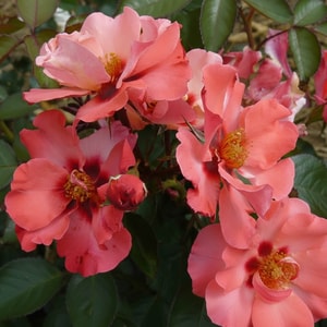 Harkness Rose 'Parkinson's Resilience'