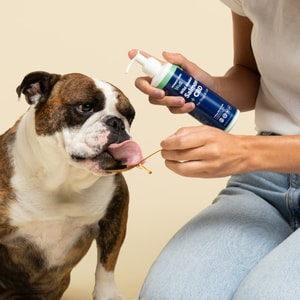 Best CBD Brands For Dogs