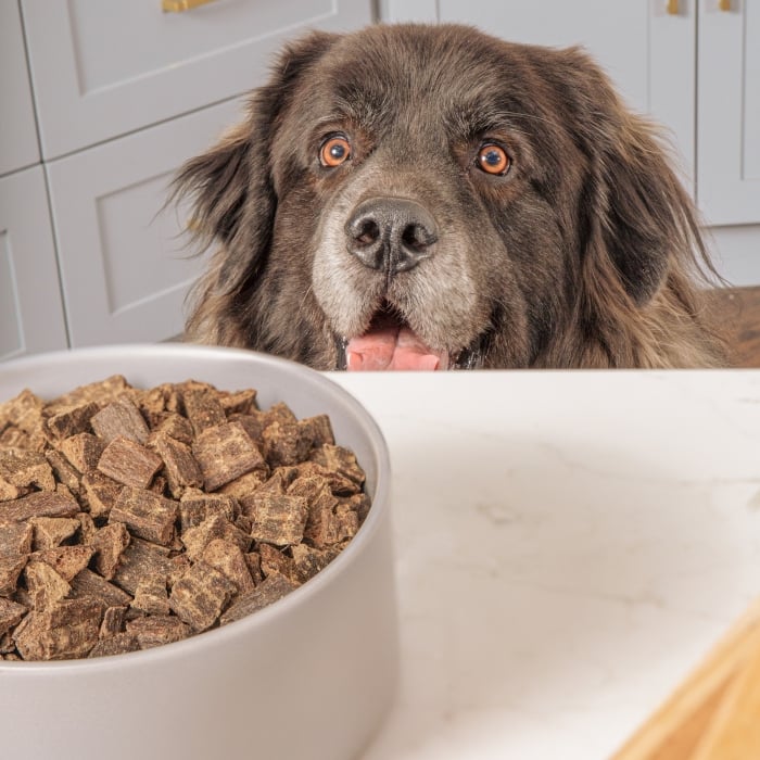 Best Organic Pet Food Brands
