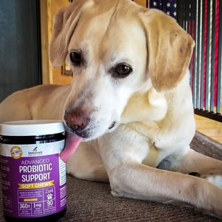 Innovet Pet - Specialist in Providing Pet's CBD Oil 