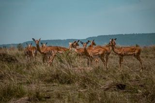 Africa Safari Trips - Custom Safaris Across Africa