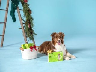 Embark Dog DNA Test - Comprehensive Canine Genetics Insights