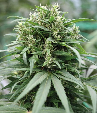 Holy Hemp - Premium Samen Mit Zertifikat