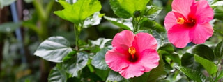 Pflanzen-K&ouml;lle - Vielf&auml;ltiges Angebot F&uuml;r Gartenliebhaber