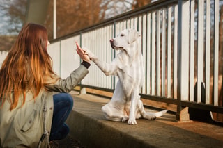Zooplus - Produtos e Servi&ccedil;os para Animais