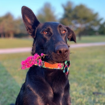 Pack Leashes