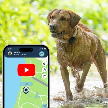 PetLink