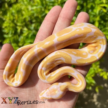 XYZReptiles