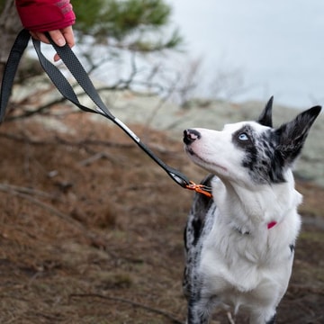 Canine Outdoor Company