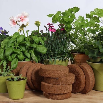 My Vegetable Garden