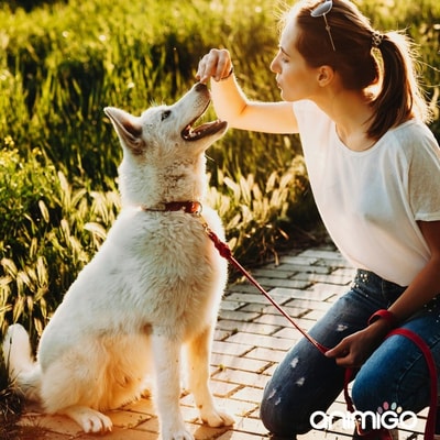 The Reality Behind Animigo In 2026: Rated 3/5, Why Its Pet Wellness Range Works Better For Routine Support Than Fast Results