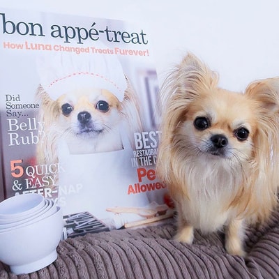 Discover if Guilty Paws in 2026 Meets Expectations 3.5/5 with Custom Playful Pet Portraits and a Customer-Centric Revision Process