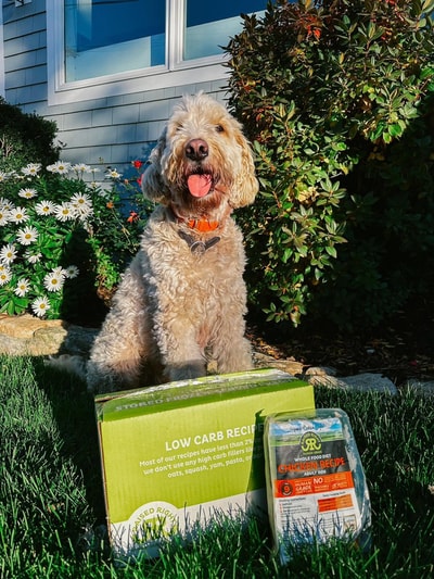 What Smart Buyers Compare At Raised Right Dog Food This July 2026 to Unlock 20% Off Puppy Recipes and Bulk Orders