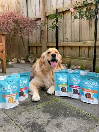 Thinking About The Pet Project? Its 4/5 Rating In 2026 Reveals Surprising Customer Insights And Trade-Offs You Should Know Before Buying