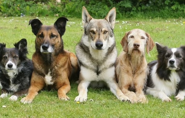 TrainPetDog.com Banner