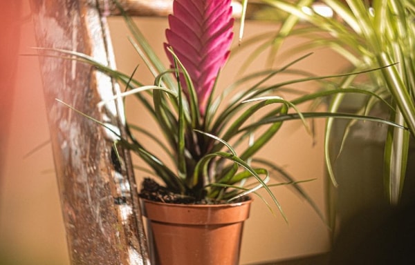 Carbeth Plants Banner