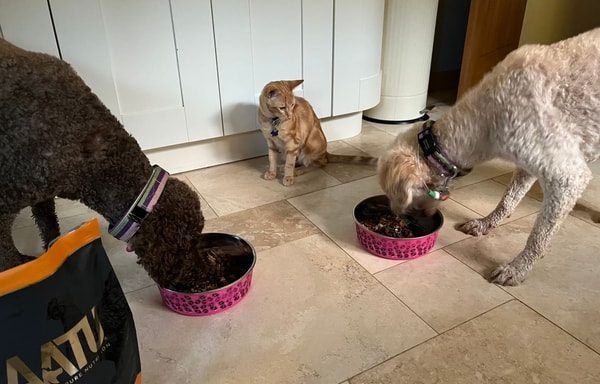 AATU Pet Food Banner