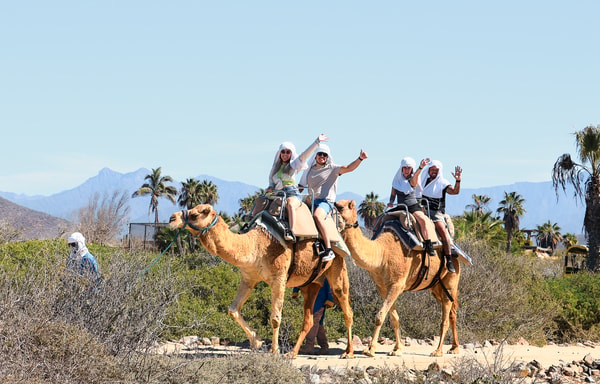 Adventures Cabo Banner