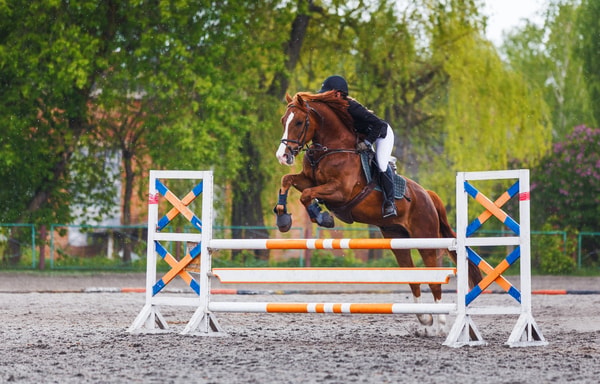 AHIPOS Horses Banner