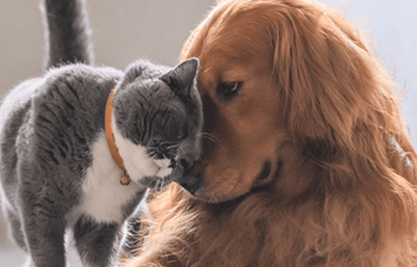 Argos Pet Insurance Banner