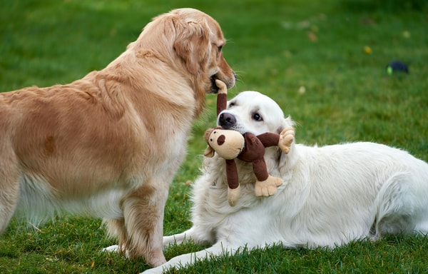 BARK.co Banner