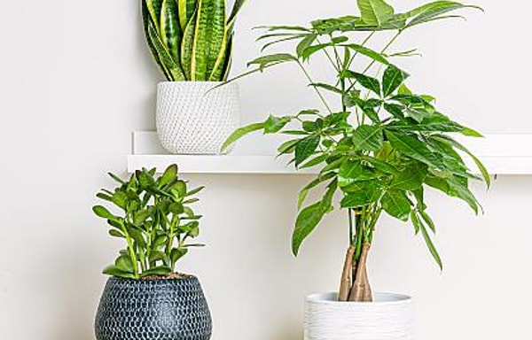 Be.Green Banner