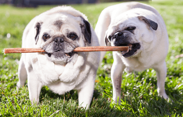 Best Bully Sticks Banner