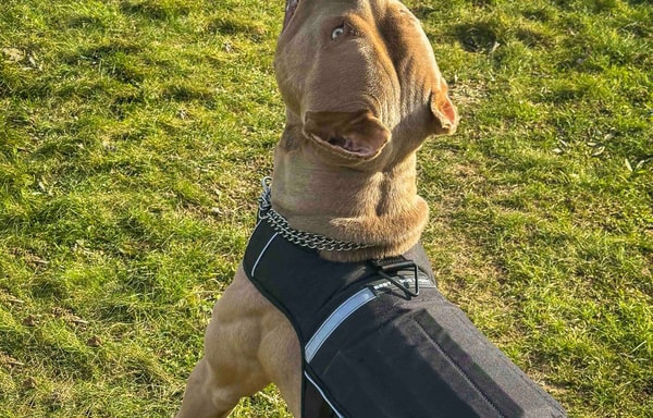 Bestia Dog Sport Banner