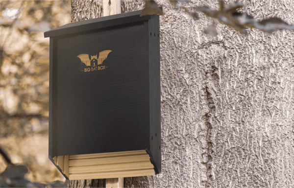 Big Bat Box Banner