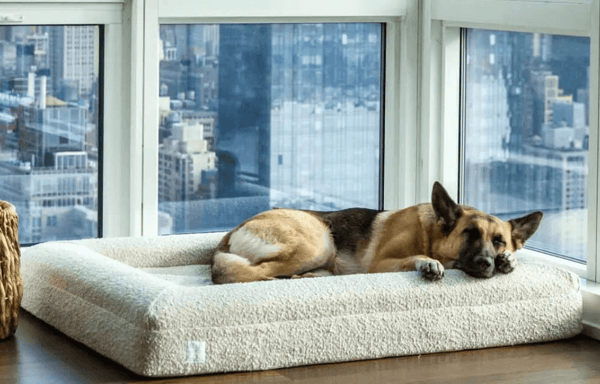 Bluewater Dog Banner