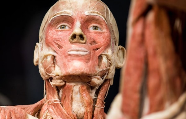 Body Worlds Amsterdam Banner