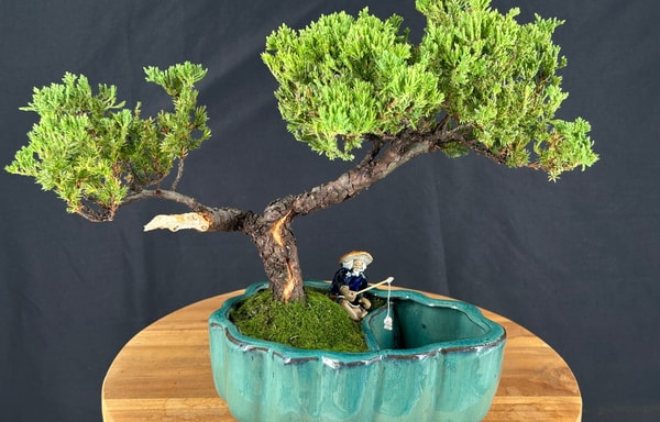 Bonsai Boy of New York Banner