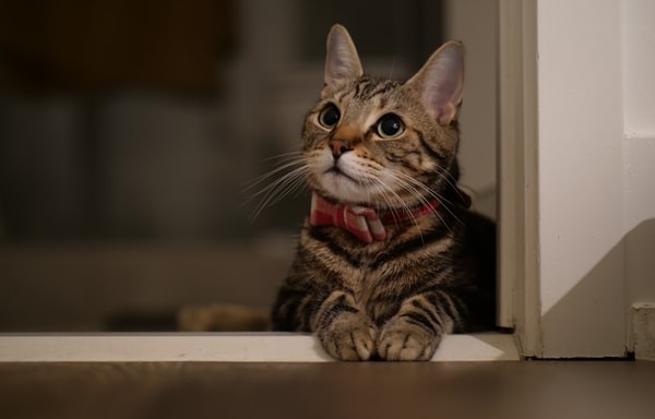BossCat Banner