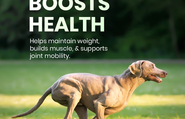 BudgetVetCare Banner
