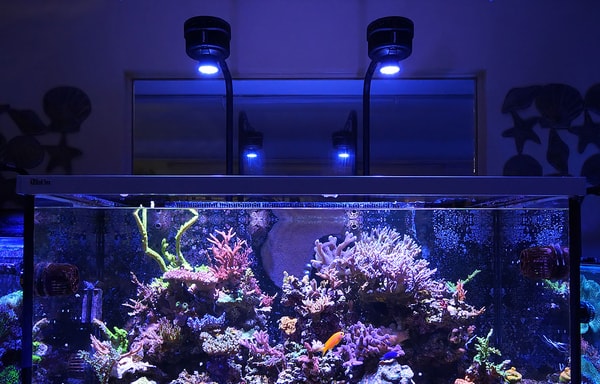 Bulk Reef Supply Banner