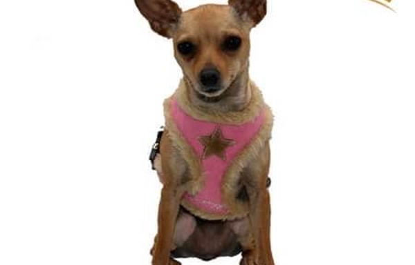Cani Di Mondo Banner