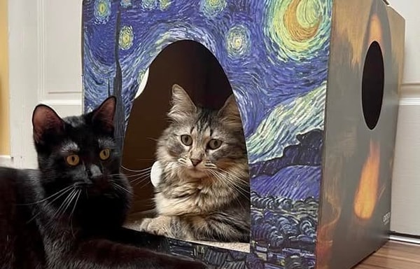 Cat Box Classics Banner