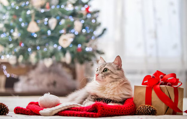 CatCurio Banner