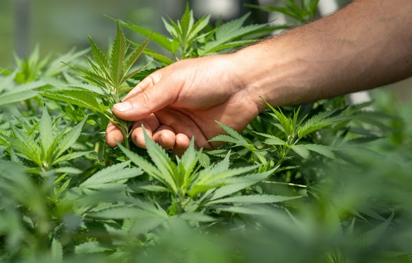 CBD 040 Banner