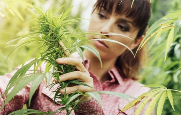 CBD Natural Banner