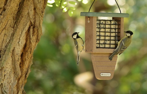 CJ Wildlife Banner