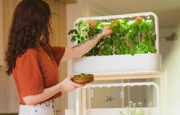 Click & Grow Banner