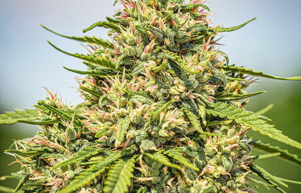 De Pata Verde Banner
