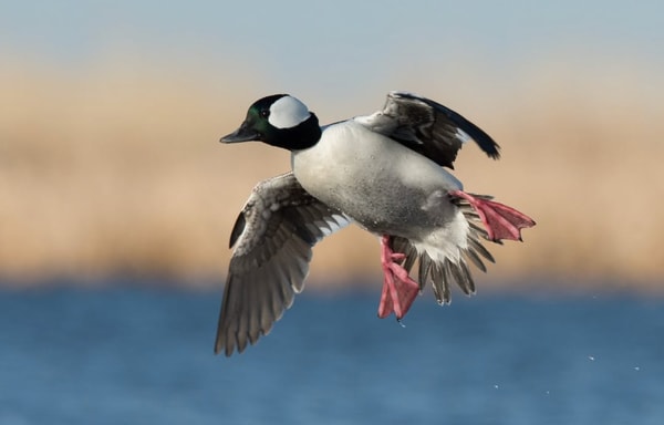 Delta Waterfowl Banner
