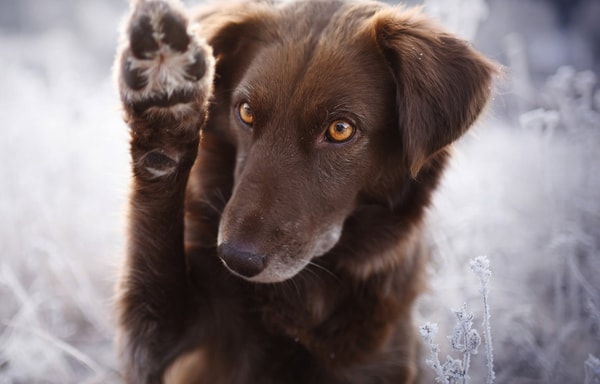DOG FIT by PreThis Banner