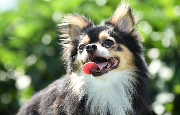 Dog Food Koubou Banner