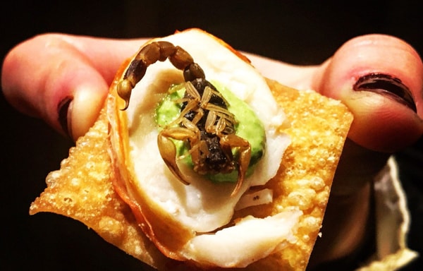 Edible Insects Banner